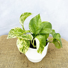 Scindapsus Marble Queen 12cm Pot (Mix & Match Offer) House Plant House Plant