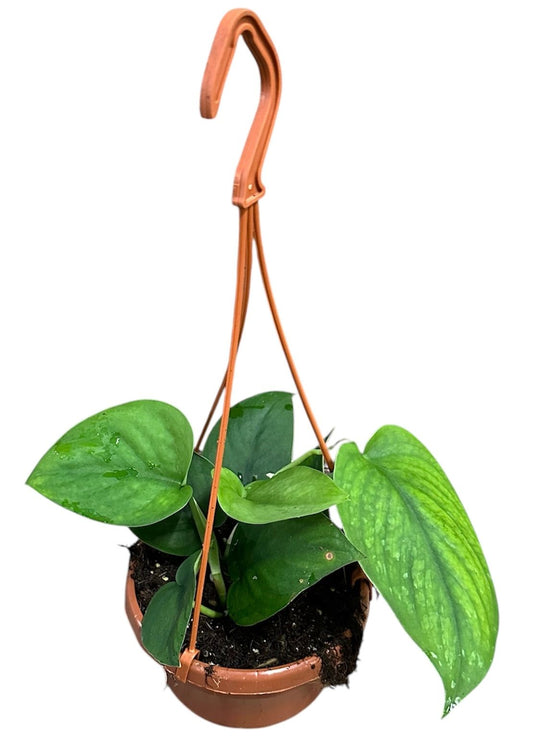 20 - 25cm Scindapsus Jade Satin Hanging 14cm Pot House Plant