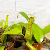 Set of 4 Nepenthes Baby House Plants Monkey Jars Carnivorous Plants House Plant