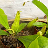 Set of 4 Nepenthes Baby House Plants Monkey Jars Carnivorous Plants House Plant