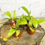 Set of 4 Nepenthes Baby House Plants Monkey Jars Carnivorous Plants