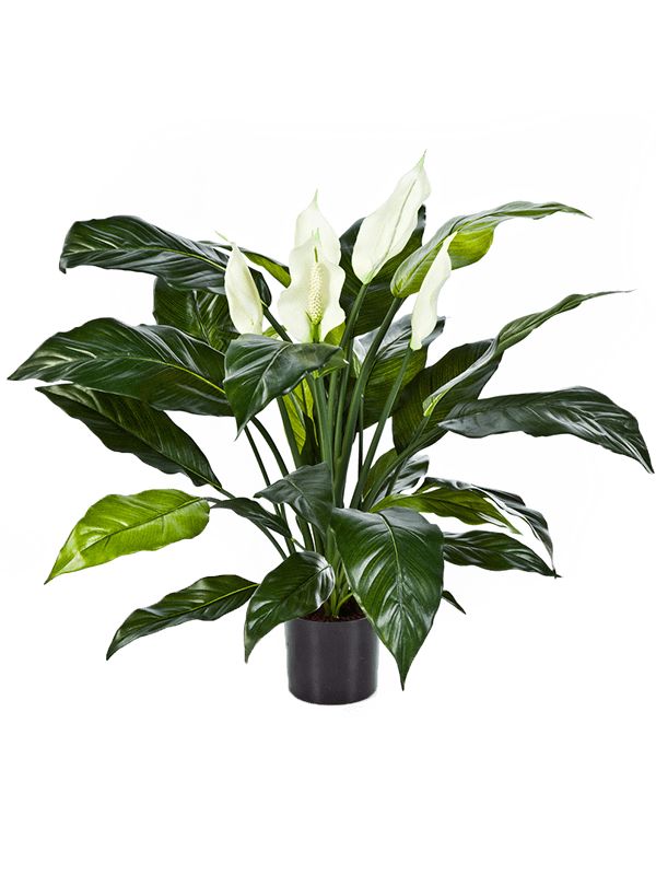 Spathiphyllum Artificial Plant Premium Faux 73cm Height Artificial Plants