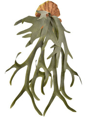 Staghorn Fern Artificial Plant Premium Faux 65cm Height Artificial Plants