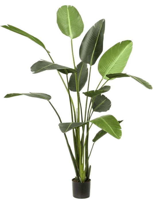 Strelitzia Artificial Plant Premium Faux 230cm Height Artificial Plants