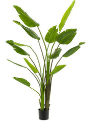 Strelitzia Nicolai Artificial Plant Premium Faux 180cm Height Artificial Plants