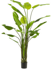 Strelitzia Nicolai Artificial Plant Premium Faux 235cm Height Artificial Plants