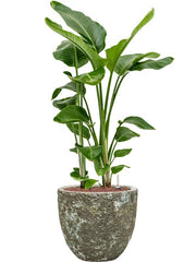 Strelitzia nicolai in Baq Lava Office Plant With Pot 114cm Height 30cm Dia Office Plant
