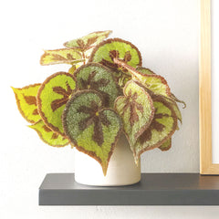 25 - 35cm Begonia Masoniana Mountain 14cm Pot House Plant