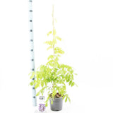 Wisteria sinensis Prolific 23cm Pot 175cm Shrub Plant Shrubs