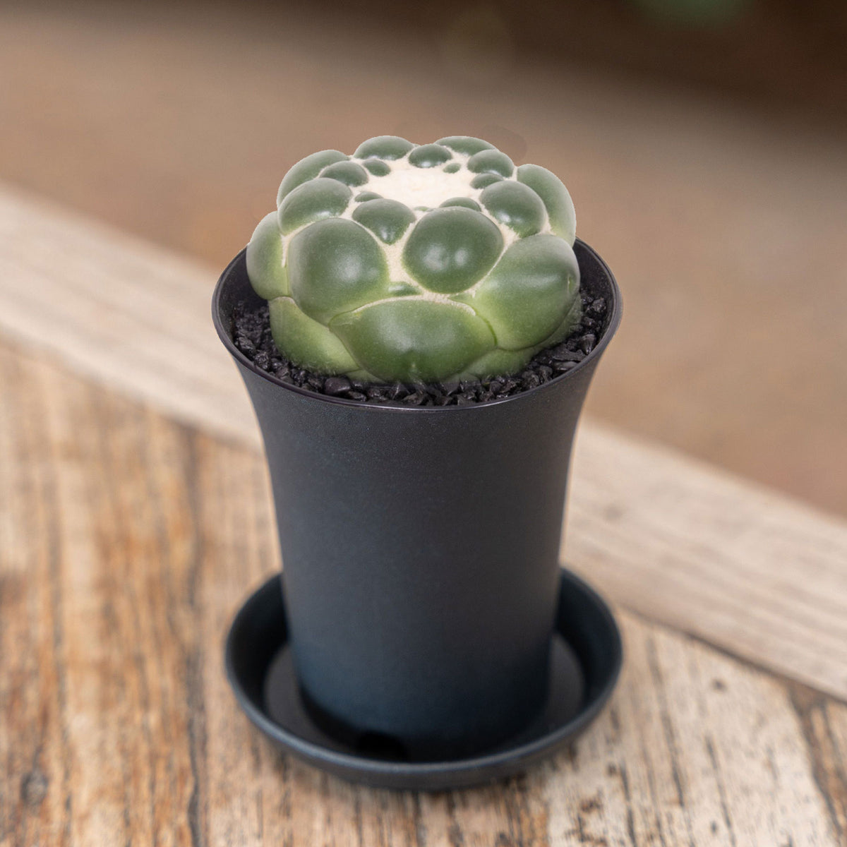 Cactus Corynphantha Elephantidens XXL House Plant in 12cm Pot