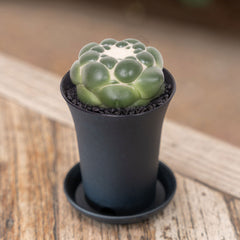 Cactus Corynphantha Elephantidens XXL House Plant in 12cm Pot