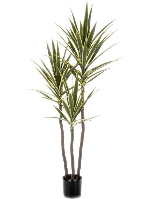 Yucca Variegated Artificial Plant Premium Faux 160cm Height Artificial Plants