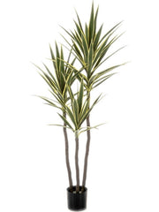 Yucca Variegated Artificial Plant Premium Faux 160cm Height Artificial Plants