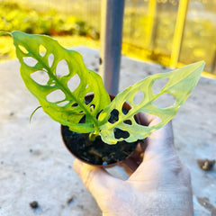 10 - 15cm Monstera Oblique Peru Obliqua 9cm Pot Potted Houseplants