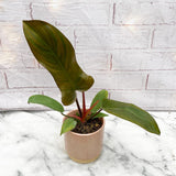 10 - 15cm Philodendron Florida Bronze in 9cm Pot House Plant