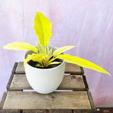 10 - 15cm Philodendron Lemon Saw 12cm Pot House Plant