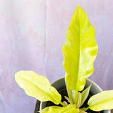 10 - 15cm Philodendron Lemon Saw 12cm Pot House Plant House Plant