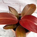 10 - 15cm Philodendron Red Sun House Plant 9cm Pot House Plant
