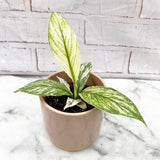 10 - 15cm Variegated Spathiphyllum Sensation Peace Lily Variegata 10.5cm Pot House Plant