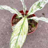 10 - 15cm Variegated Spathiphyllum Sensation Peace Lily Variegata 9cm Pot House Plant House Plant