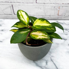 10 - 20cm Hoya Krimson Queen Wax Plant 9cm Pot House Plant House Plant