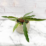 10 - 20cm Philodendron Caramel Pluto House Plant 12cm Pot