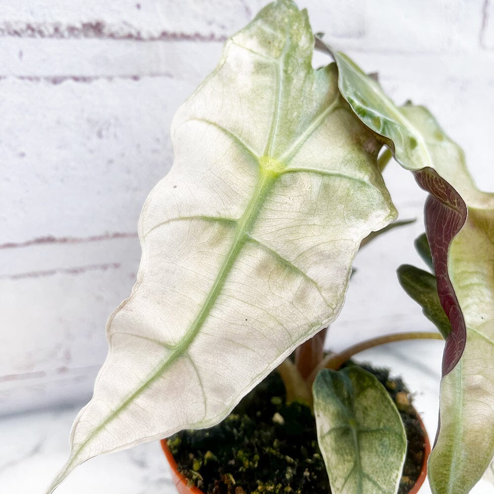 10 - 20cm Variegated Alocasia Amazonica Polly Elephant Ear Albo Variegata 9cm Pot House Plant