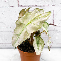 10 - 20cm Variegated Alocasia Amazonica Polly Elephant Ear Albo Variegata 9cm Pot House Plant