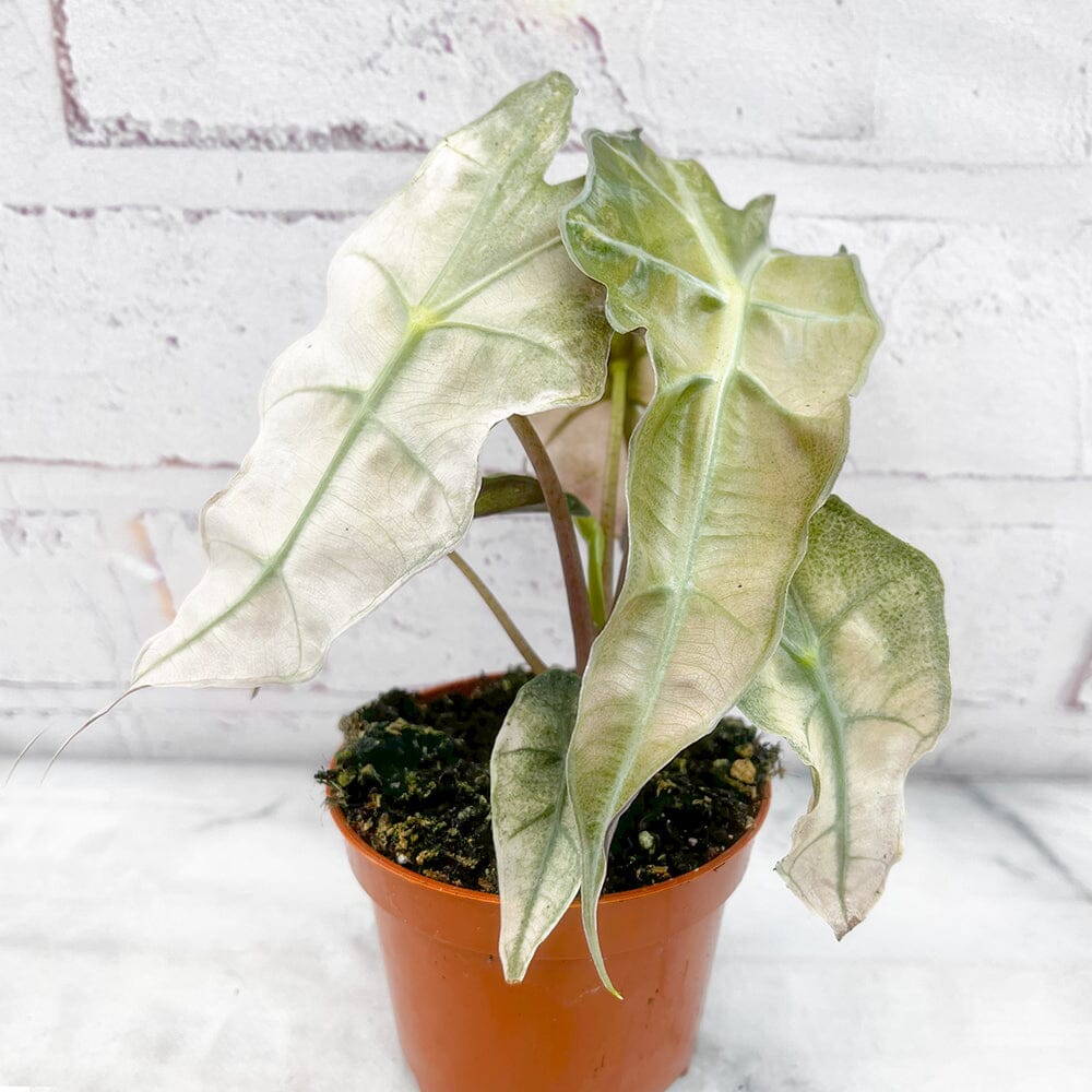 10 - 20cm Variegated Alocasia Amazonica Polly Elephant Ear Albo Variegata 9cm Pot House Plant