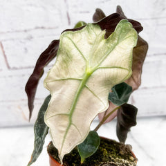 10 - 20cm Variegated Alocasia Amazonica Polly Elephant Ear Albo Variegata 9cm Pot House Plant