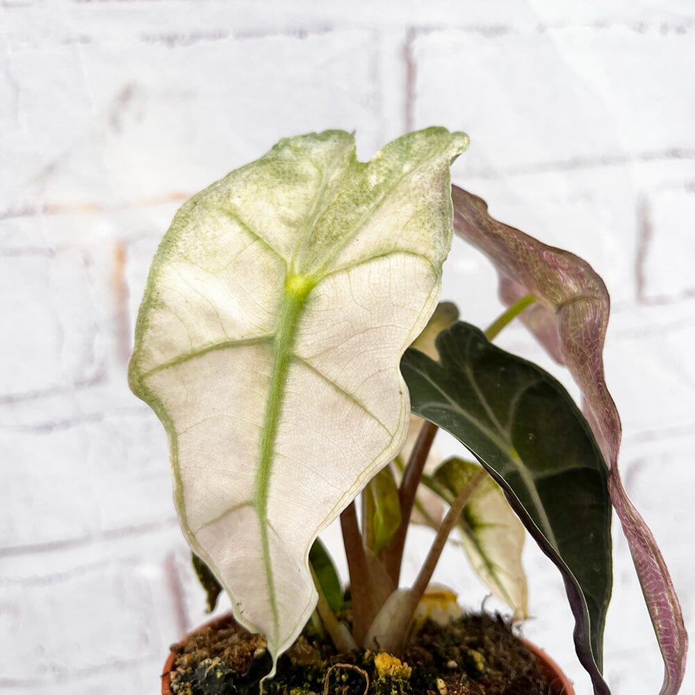 10 - 20cm Variegated Alocasia Amazonica Polly Elephant Ear Albo Variegata 9cm Pot House Plant