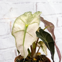 10 - 20cm Variegated Alocasia Amazonica Polly Elephant Ear Albo Variegata 9cm Pot House Plant