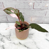 10 - 20cm Variegated Pink Princess House Plant 10cm Pot