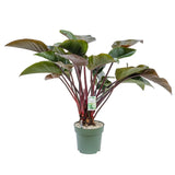 100 - 110cm Philodendron Red Beauty 30cm Hydro Pot Office Plants