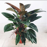90-110cm Philodendron Rojo Congo 27cm Pot House Plant
