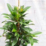 100 - 120cm Ficus Cyathistipula Rubber Plant 21cm Pot House Plant House Plant
