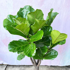 100 - 120cm Ficus Lyrata Tree Fiddle Leaf Fig 26cm Pot House Plant House Plant