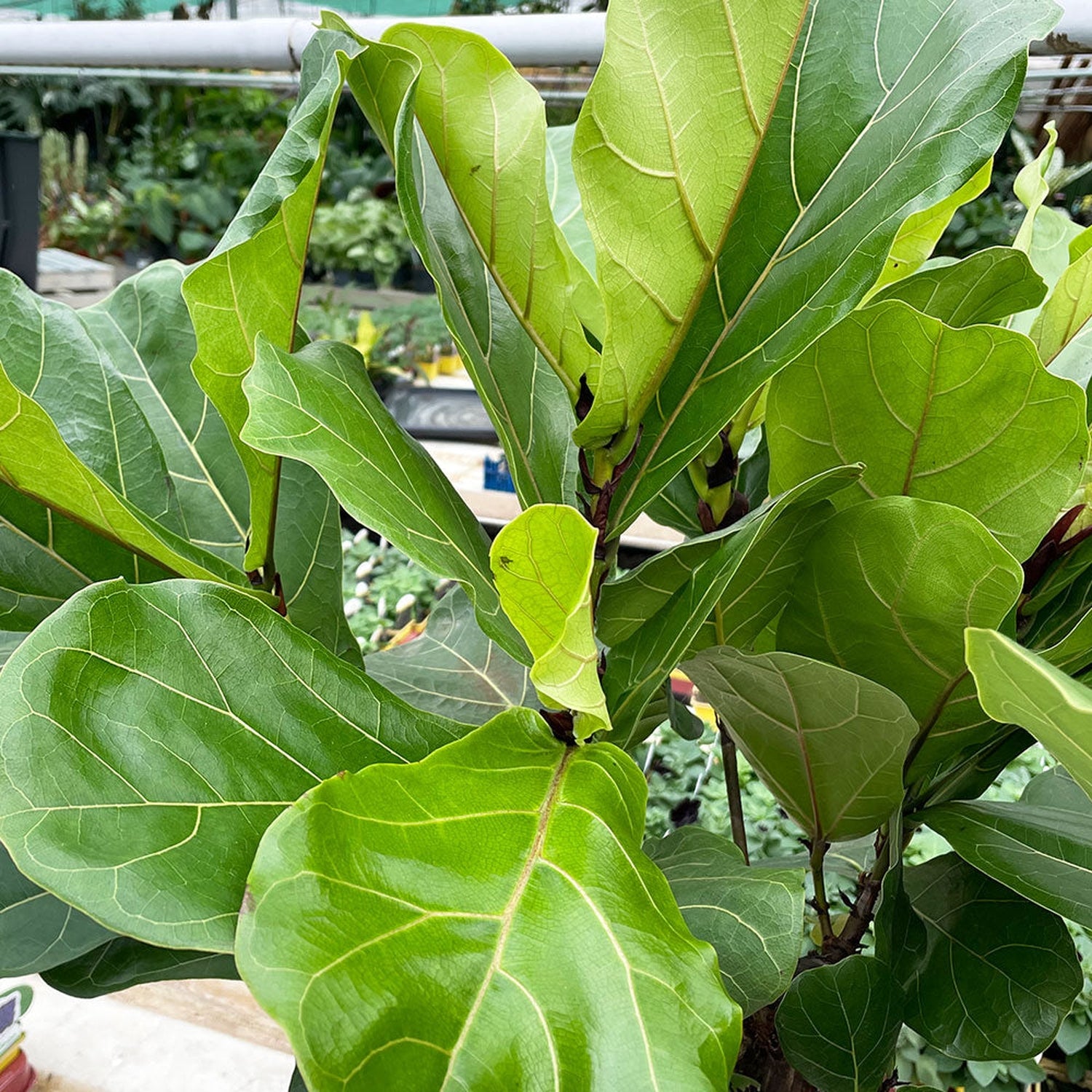 100 - 120cm Ficus Lyrata Tree Fiddle Leaf Fig 26cm Pot House Plant House Plant