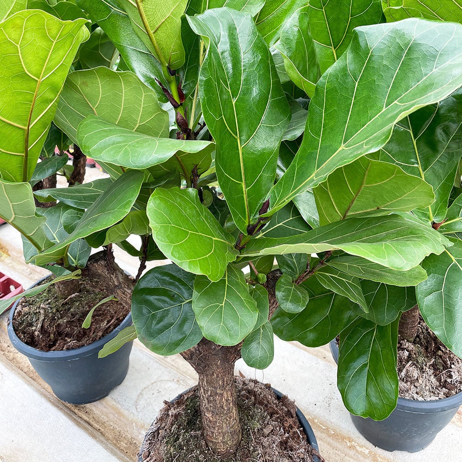 100 - 120cm Ficus Lyrata Tree Fiddle Leaf Fig 26cm Pot House Plant House Plant