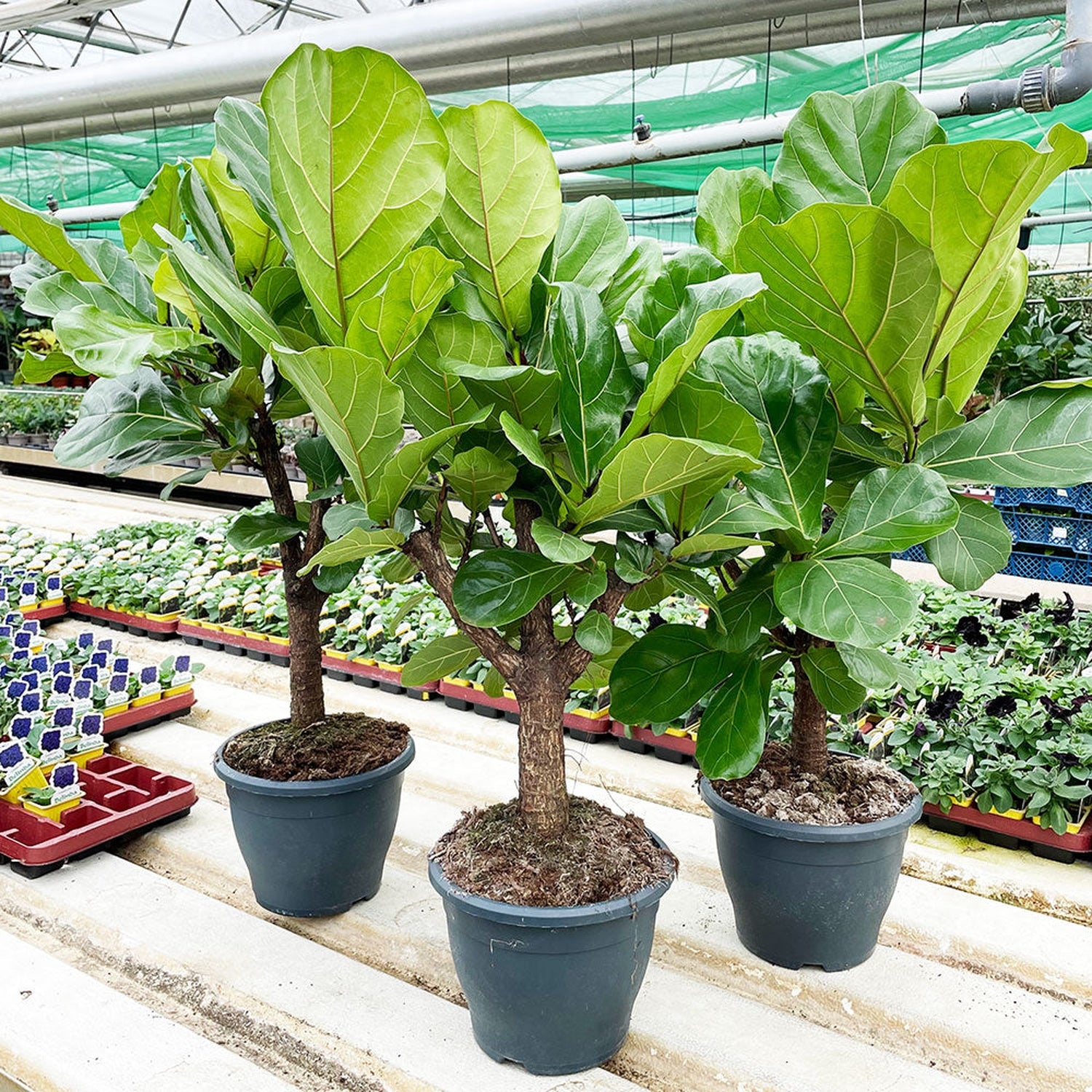 100 - 120cm Ficus Lyrata Tree Fiddle Leaf Fig 26cm Pot House Plant House Plant