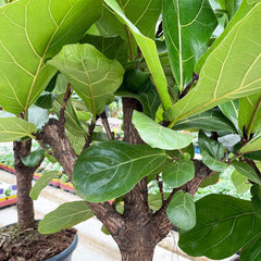 100 - 120cm Ficus Lyrata Tree Fiddle Leaf Fig 26cm Pot House Plant House Plant