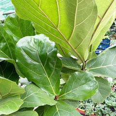 100 - 120cm Ficus Lyrata Tree Fiddle Leaf Fig 26cm Pot House Plant House Plant