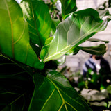 100 - 120cm Ficus Lyrata Tree Fiddle Leaf Fig 27cm Pot House Plant House Plant