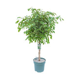 110 - 120cm Braided Ficus Safrana 27cm Hydro Pot Office Plants