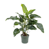 110 - 120cm Philodendron Green Beauty 30cm Hydro Pot Office Plants