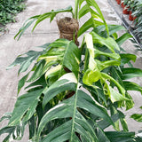 110 - 130cm Mature Variegated Epipremnum Pinnatum 24cm Pot House Plant House Plant