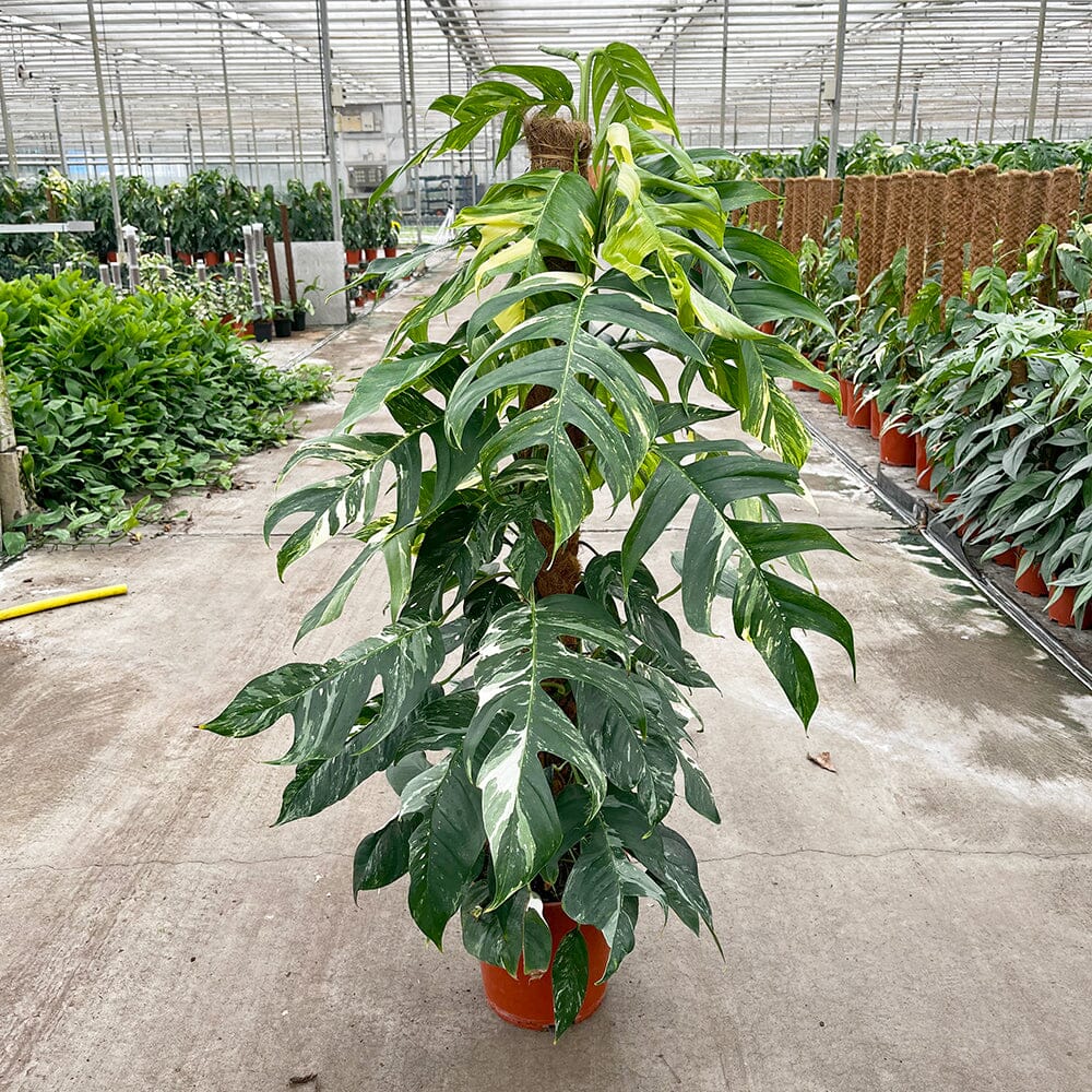 110 - 130cm Mature Variegated Epipremnum Pinnatum 24cm Pot House Plant House Plant