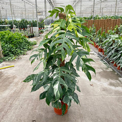 110 - 130cm Mature Variegated Epipremnum Pinnatum 24cm Pot House Plant House Plant