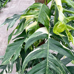 110 - 130cm Mature Variegated Epipremnum Pinnatum 24cm Pot House Plant House Plant