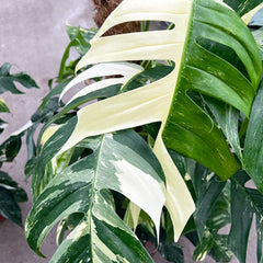 110 - 130cm Mature Variegated Epipremnum Pinnatum 24cm Pot House Plant House Plant
